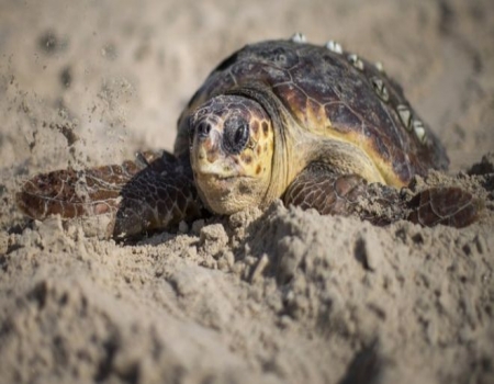 সাগরে নারী কচ্ছপের সংখ্যা বাড়ছে