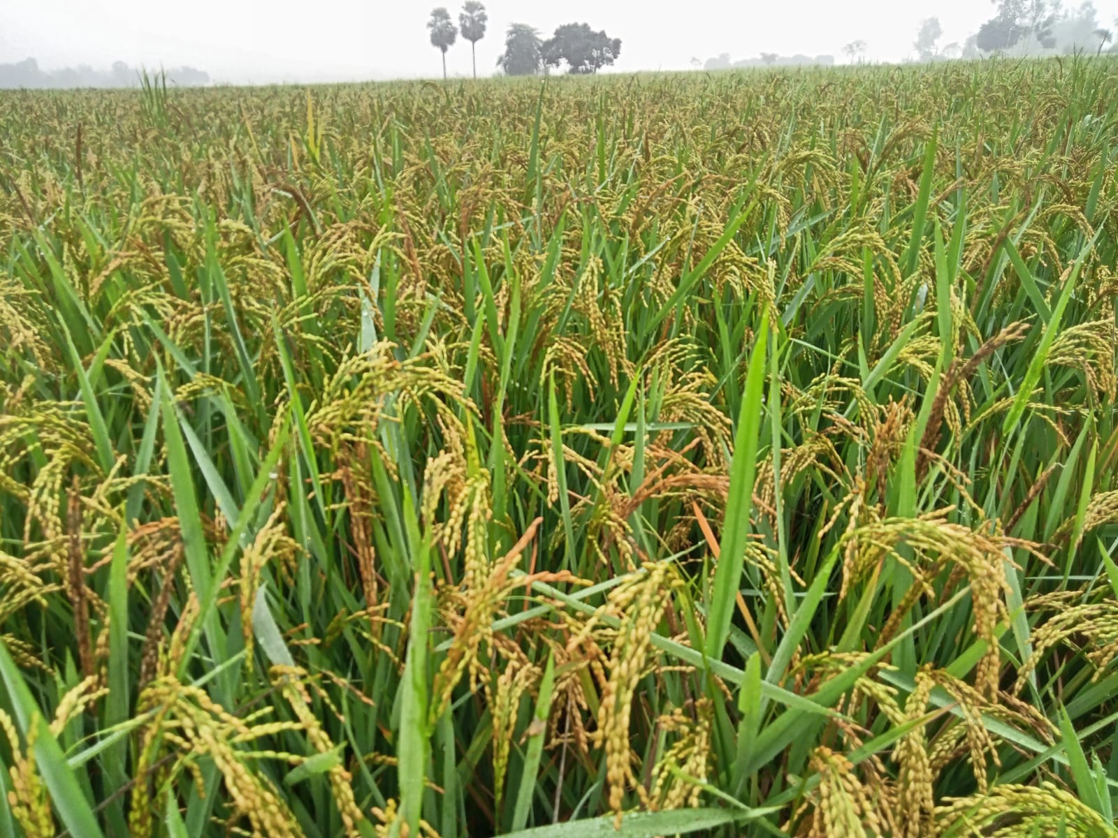 হরিপুরে বিস্তৃণ  মাঠজুড়ে দুলছে কৃষকের সোনালি স্বপ্ন