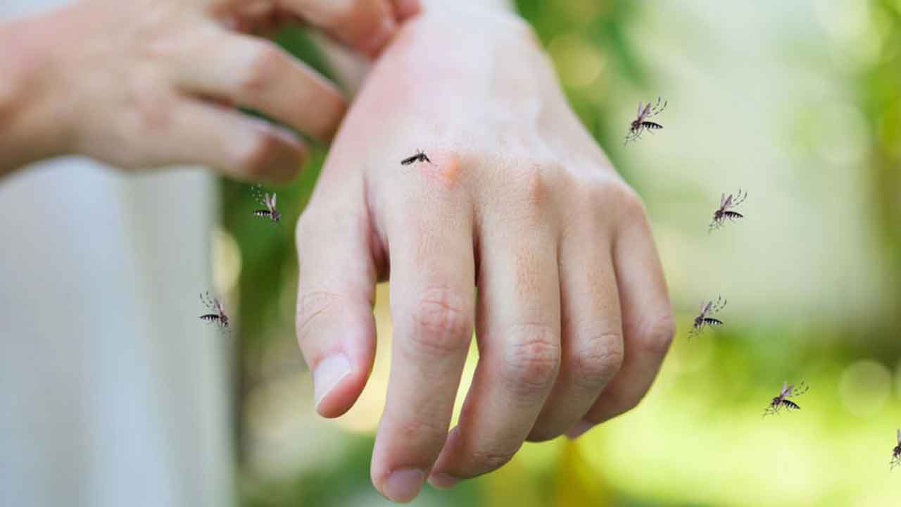 ঢাকায় প্রতি ঘণ্টায় একজন মানুষকে কামড়াতে আসছে প্রায় ৭০০ মশা!