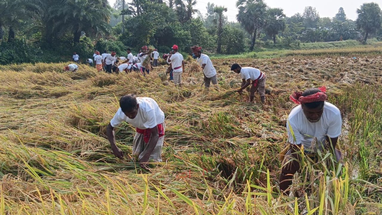 সিংড়ায় শ্রমিক না পাওয়ায় বিধবার ধান কেটে দিলেন বিএনপি নেতাকর্মীরা