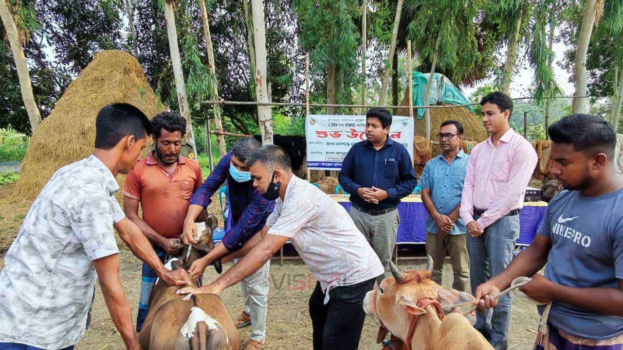 সিংড়ায় শতাধিক গবাদিপশুকে বিনামূল্যে লাম্পি ও ক্ষুরা রোগের টিকা প্রদান