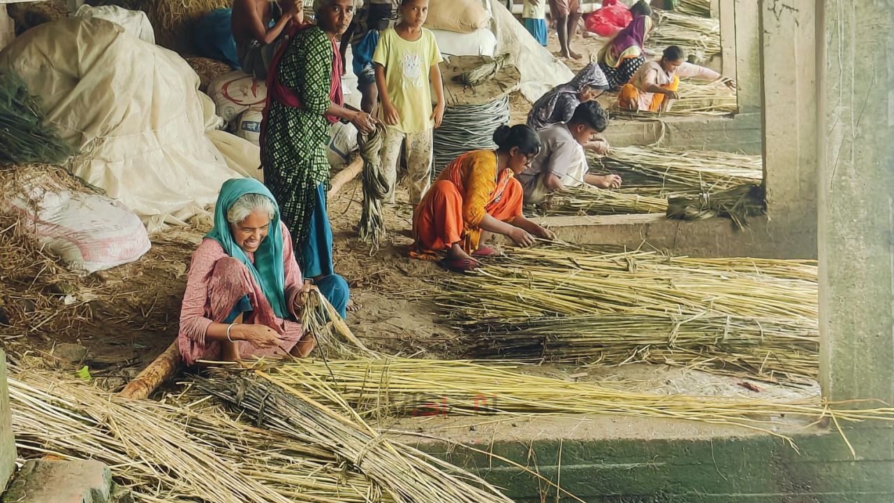 সিংড়ায় পাটের বাম্পার ফলন! দামেও খুশি কৃষক