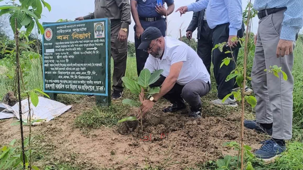 নওগাঁয় ২০ কিলোমিটার স্ট্রিপ বাগানে ২০ হাজার চারা রোপণ