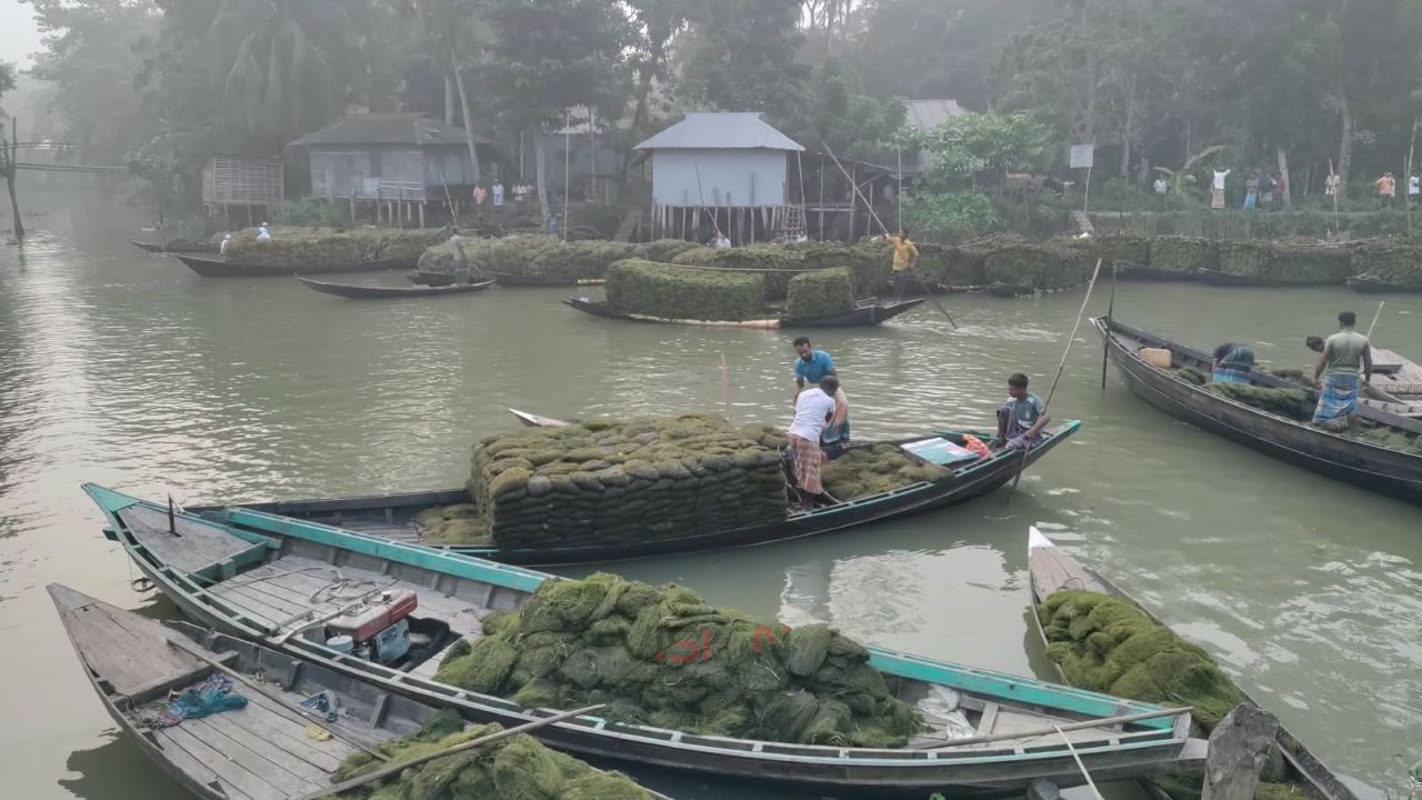 বানারীপাড়ার বিশারকান্দিতে নৌকায় বিক্রি হচ্ছে সবজি চাষের জন্য ভাসমান বেড