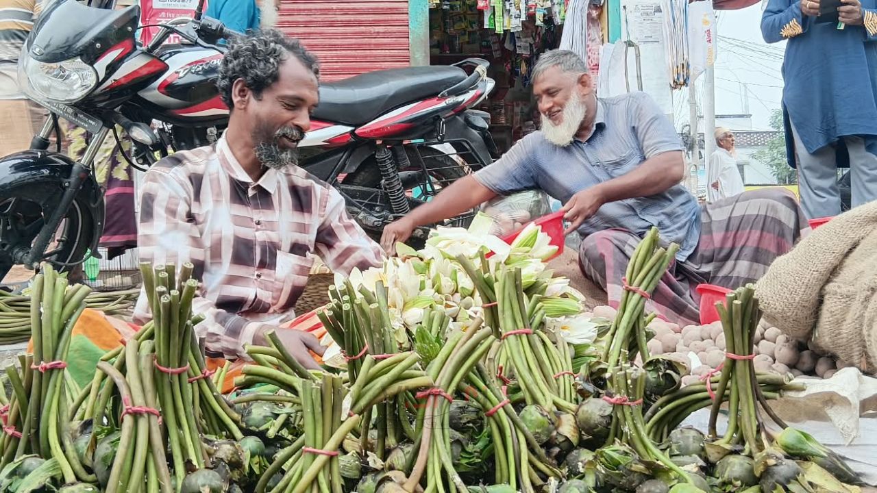 চলনবিলের শাপলা-ঢ্যাপ বিক্রিতে সংসার চলে আব্দুল আলিমের