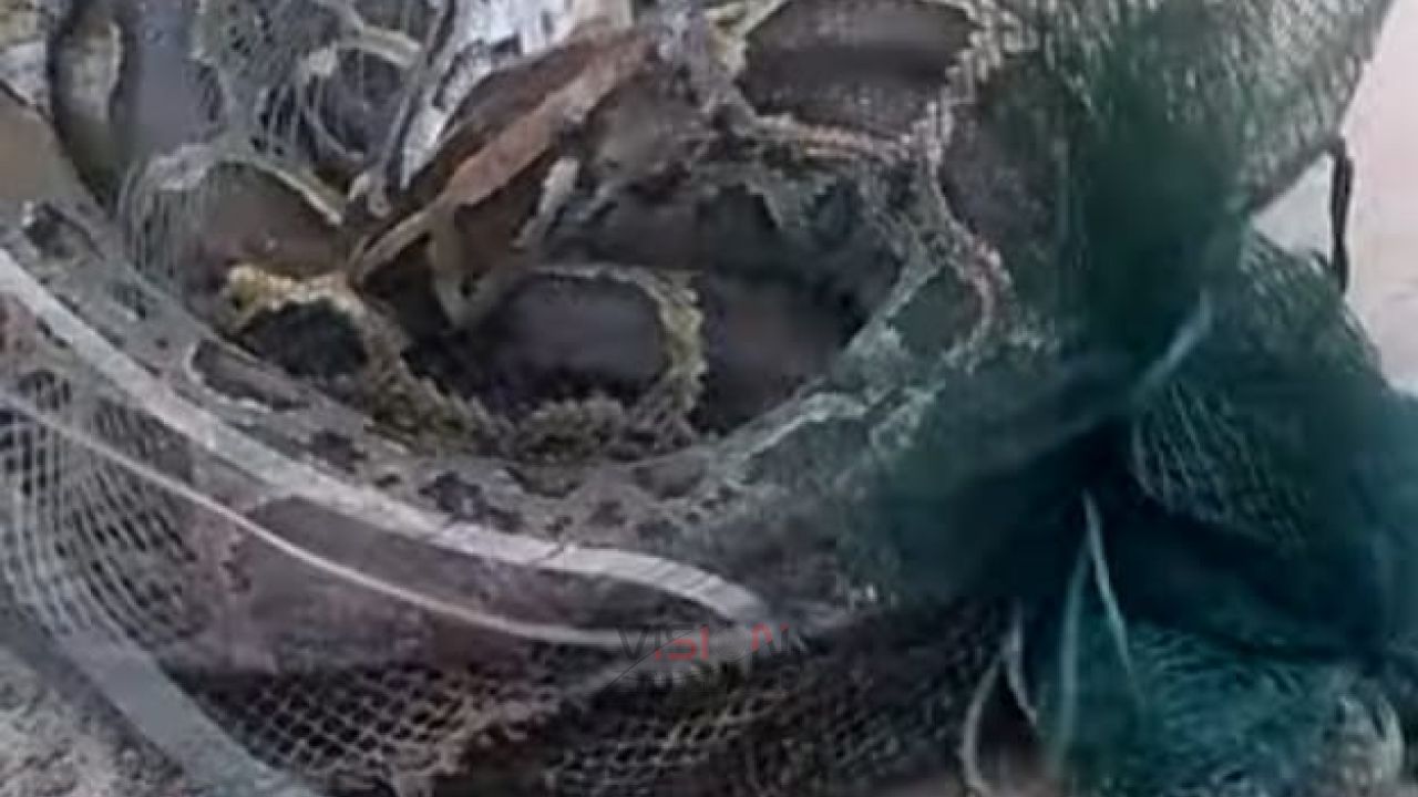 কুড়িগ্রামের ফুলবাড়ীতে চায়না দুয়ারী রিং জালে আটকা পড়ল ১৩ ফুটের অজগর