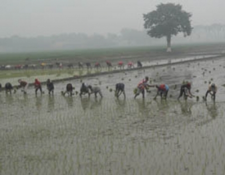 নীলফামারীতে কৃষক নেমেছে বোরো আবাদে