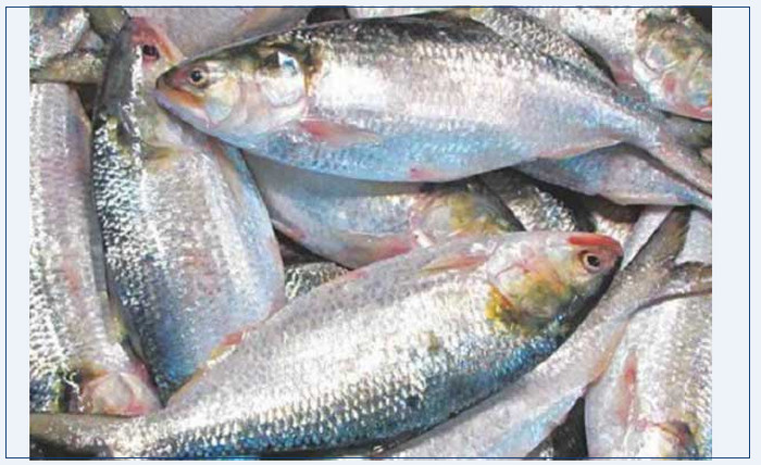 ক্রেতারা সাবধান ইলিশে বিষ: নিরাপদ খাদ্য কর্তৃপক্ষের চিঠি