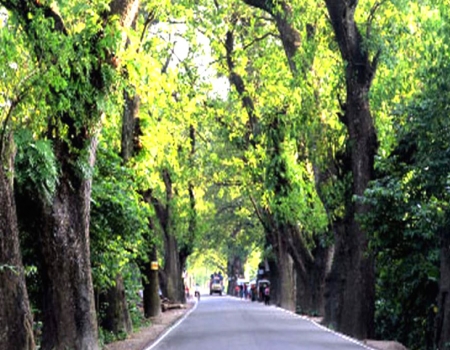 শতবর্ষী গাছ না কাটতে পরিবেশবাদীদের আল্টিমেটাম