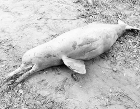 মরে যাচ্ছে হালদা নদীর ডলফিন