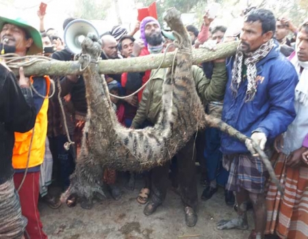 সুন্দরবনের বাঘ লোকালয়ে, পিটিয়ে হত্যা