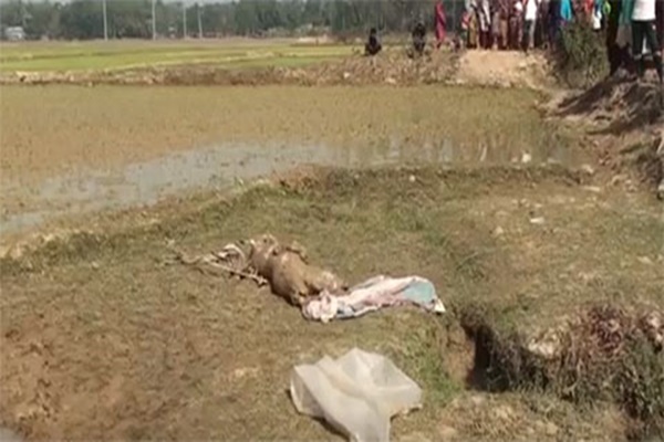 শেরপুরে তরুণীর মরদেহ ক্ষেতে পুঁতে ধান রোপণ