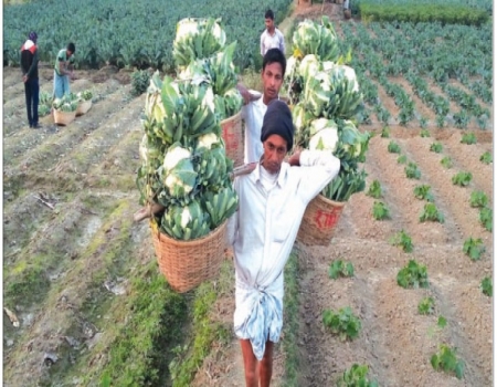 ভোলায় সবজির বাম্পার ফলন