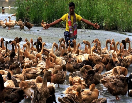 ভোলায় হাঁস পালনের মাধ্যমে কর্মসংস্থানের সুযোগ সৃষ্টি