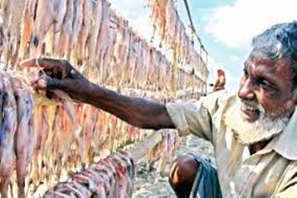 পিরোজপুরে শুটকি উৎপাদনে সমস্যা কমছে না