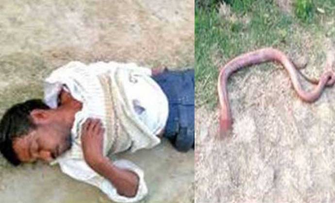 রাগের মাথায় সাপের মাথা চিবিয়ে খেলেন যুবক