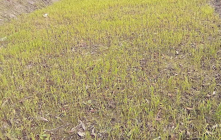 উলিপুরে কুয়াশায় বীজতলা নষ্টের আশঙ্কা