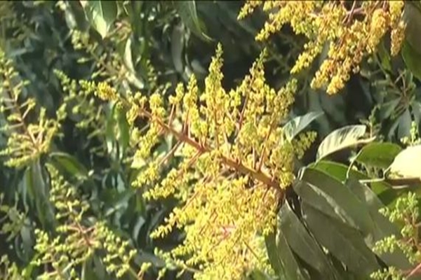 দিনাজপুরে আমের বাম্পার ফলনের আশা