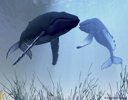 হুমকির মুখে সমুদ্র, থাকবে না আর কোনো মাছ