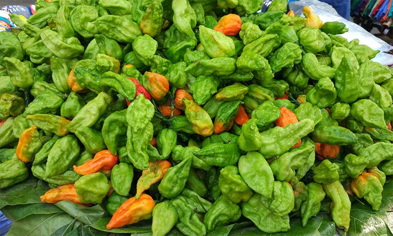 বরিশালের বোম্বাই মরিচ রপ্তানি হচ্ছে জাপানে