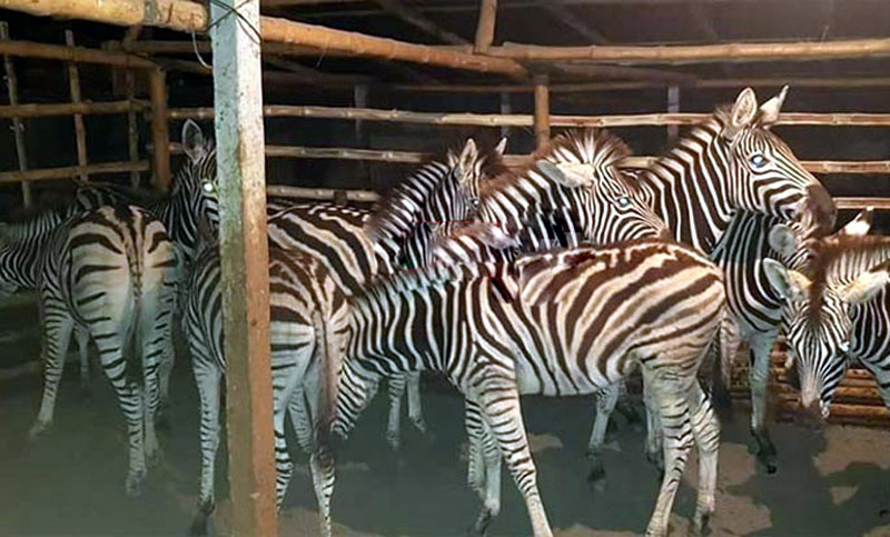 যশোরে গরু হাটের খাটাল থেকে ১০ জেব্রা উদ্ধার