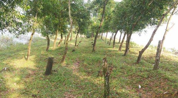 ২ লাখ ৬৮ হাজার একর সরকারি বনভূমি বেদখলে