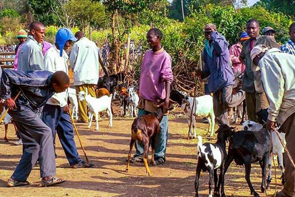 যে দেশে টাকার বদলে বেতন হিসেবে শিক্ষকরা পায় ছাগল-ভেড়া!