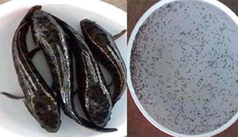 কৃত্রিম প্রজননে টাকি মাছের পোনা উৎপাদনে সফলতা