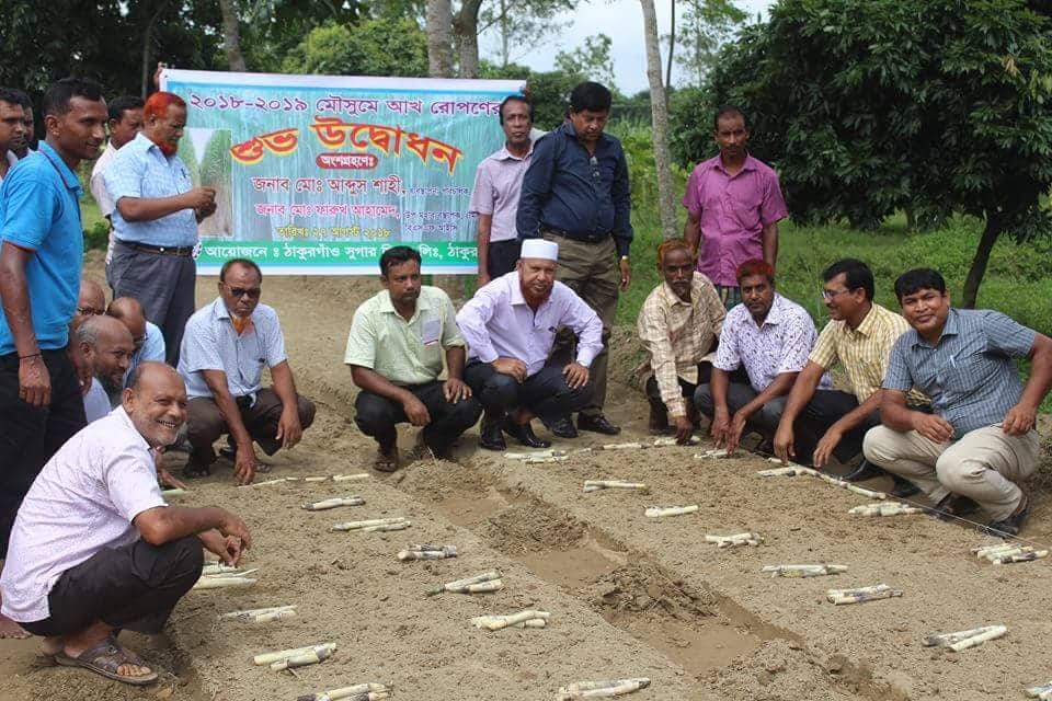 ঠাকুরগাঁওয়ে ২০১৮-১৯ মৌসুমরে আখ রোপন শুরু