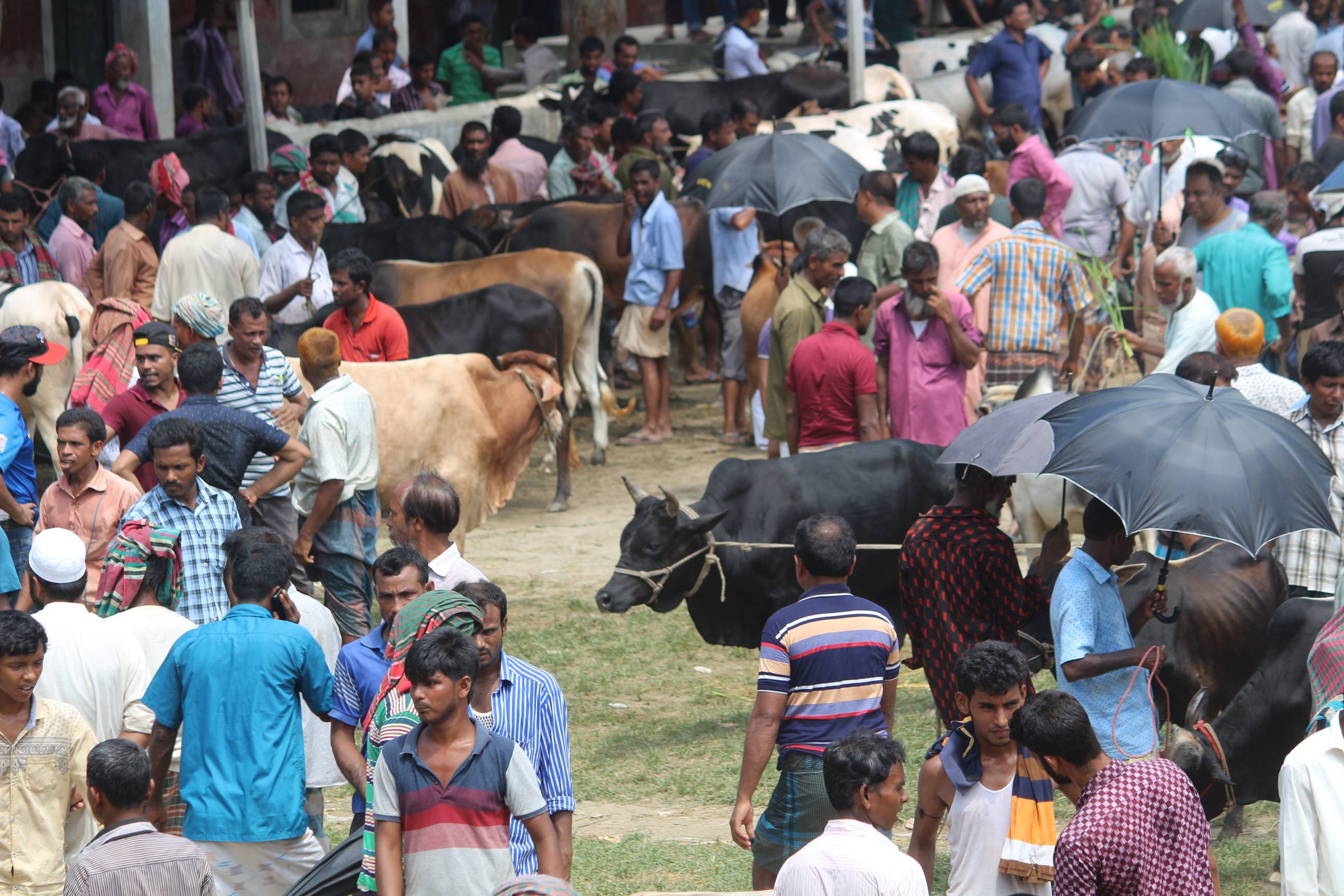 ঠাকুরগাঁওয়ে জমতে শুরু করেছে পশুর হাটগুলো