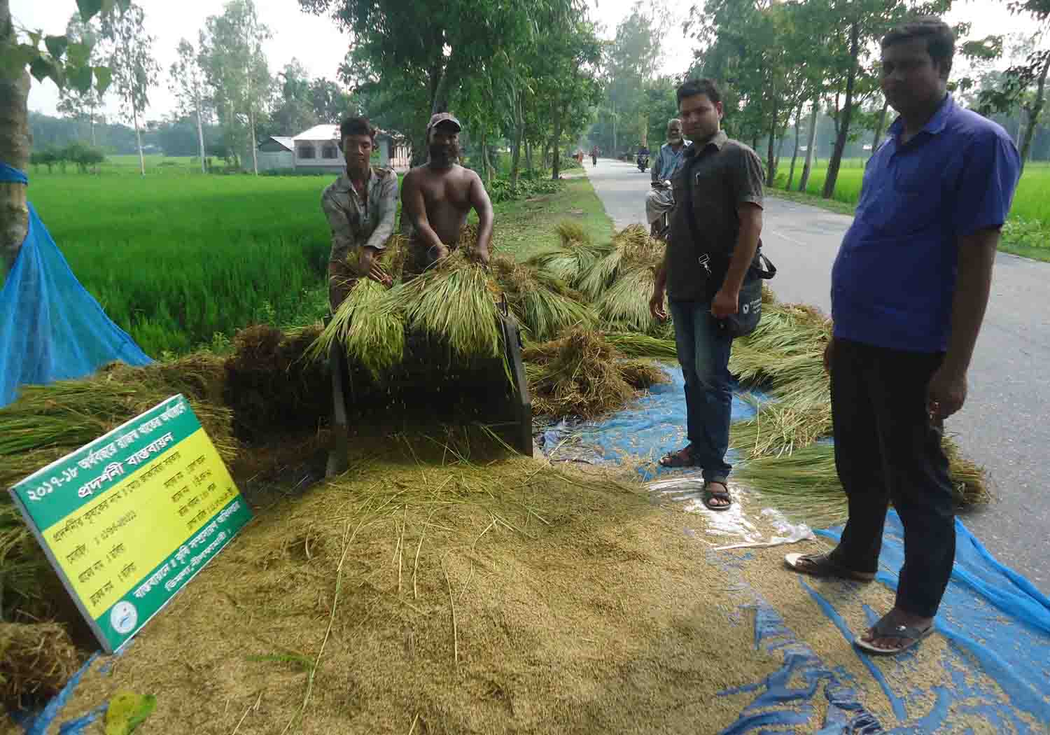 ডিমলায় জিং সমৃদ্ধ ব্রি-ধান-৬২ -এর বাম্পার ফলনে কৃষকের মুখে হাসি