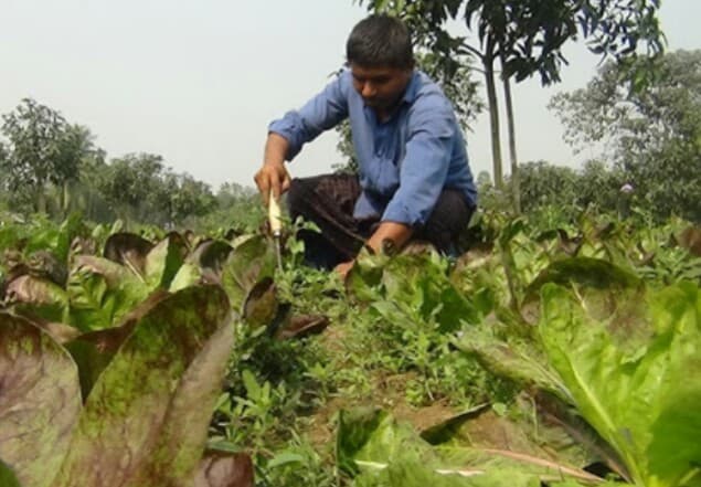 শীতকালীন সবজি চাষ নিয়ে কর্মব্যস্ততায় সাতক্ষীরার কৃষকরা