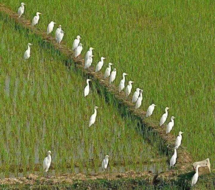 সাতক্ষীরার তালায় সোনাকুঁড়ি বিলে অবাধে চলছে অতিথি পাখি শিকার