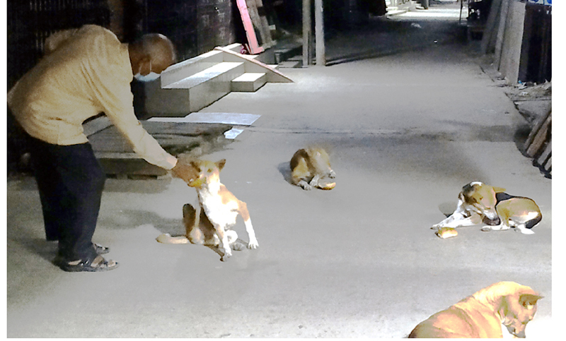 করোনাভাইরাস সংকটে ক্ষুধার্ত কুকুরের প্রতি ভালোবাসা পৌর মেয়রের