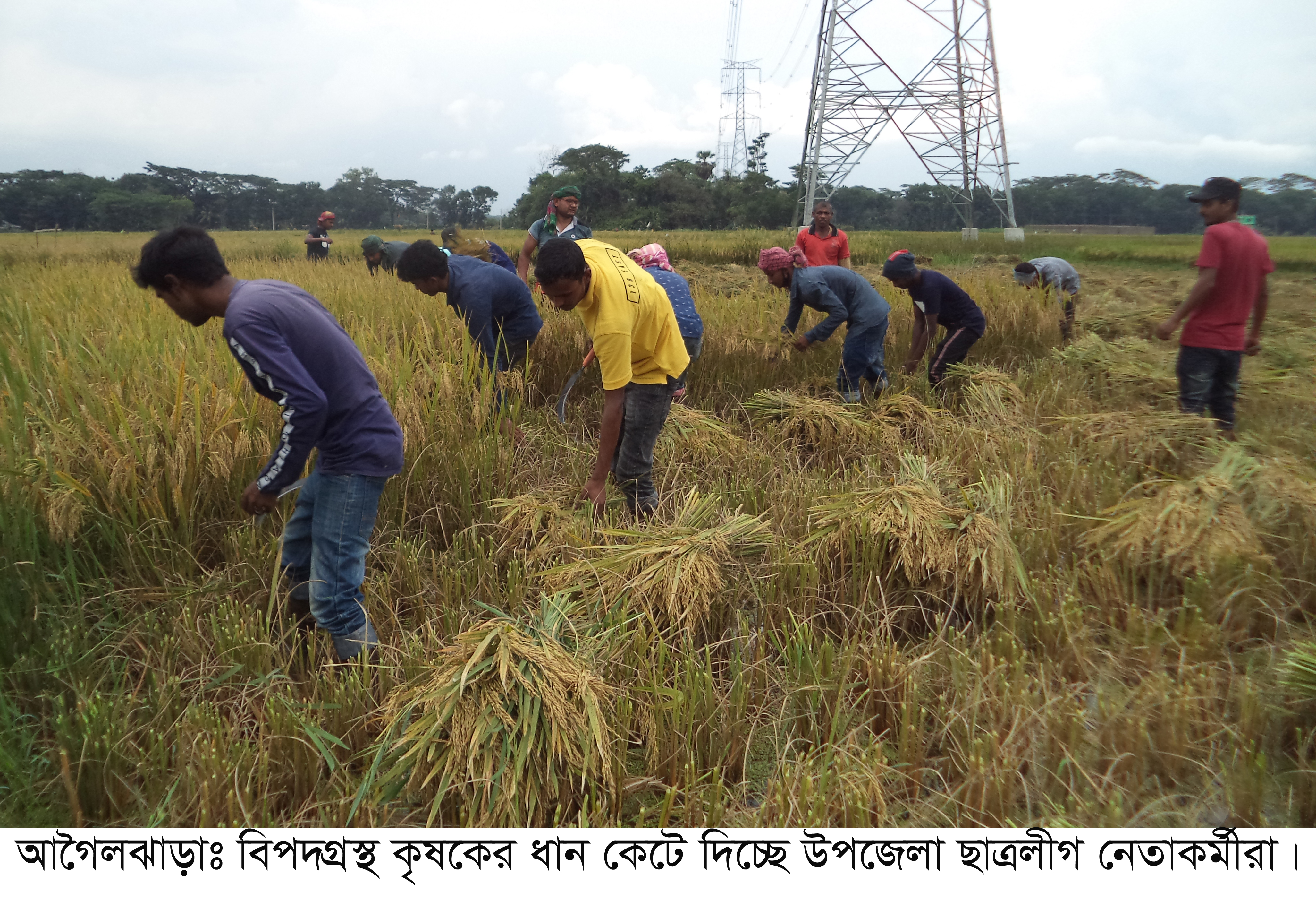 করোনা প্রর্দুভাবে শ্রমিক সংকটে আগৈলঝাড়ায় কৃষকের ধান কেটে দিলো ছাত্রলীগ