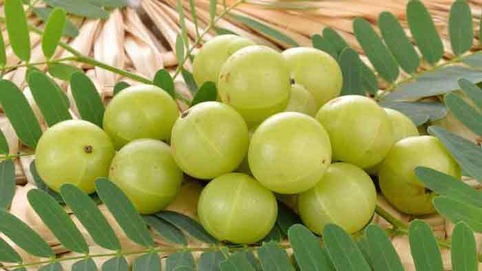 করোনাকালে রোগ প্রতিরোধ শক্তি বাড়াবে আমলকি