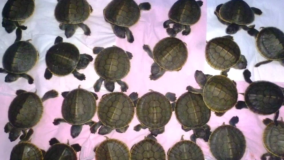 সুন্দরবনে বিলুপ্ত প্রায় বাটাগুর বাসকা কচ্ছপের ৩৪ টি বাচ্চা