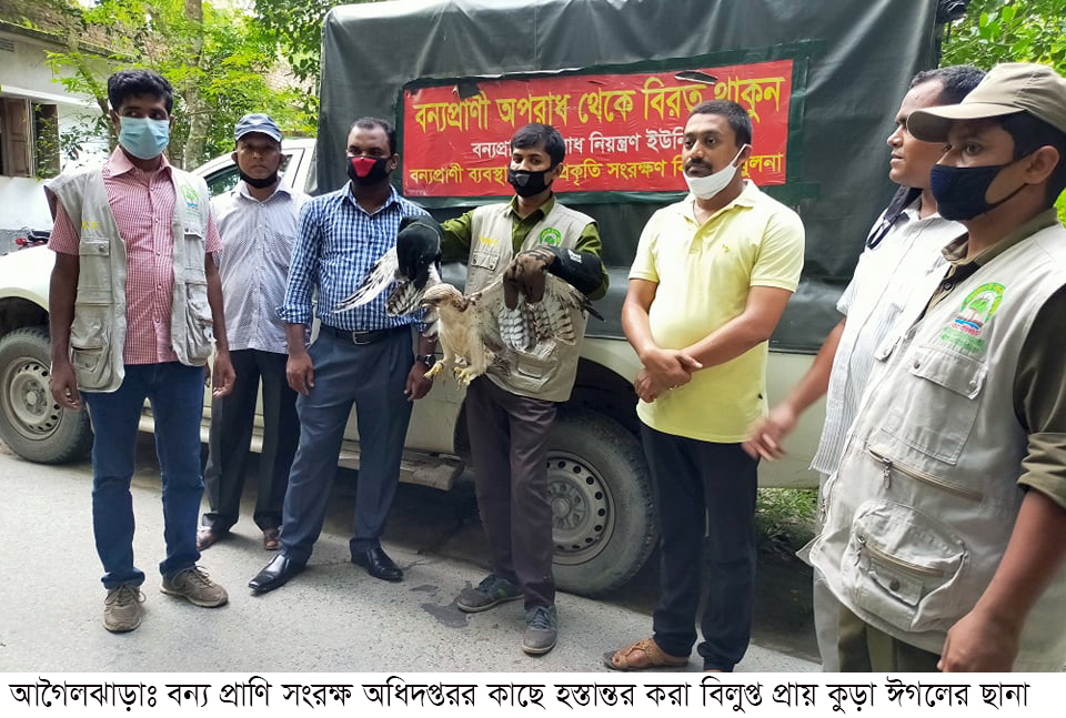 বিরল প্রজাতীর মেটে মাথা কুরা ঈগল বন্যপ্রাণি সংরক্ষণ বিভাগে হস্তান্তর