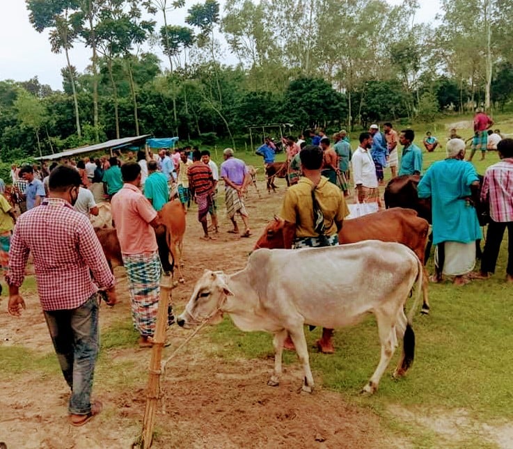 বেচা কিনা নেই নীলফামারী জেলায় গরুর হাটে