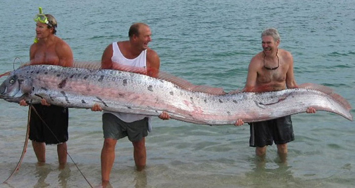 মেক্সিকো উপকূলে উঠে এলো দৈত্যাকার মাছ