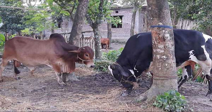 ১৩০০ যৌনকর্মী পেলেন কোরবানির মাংস
