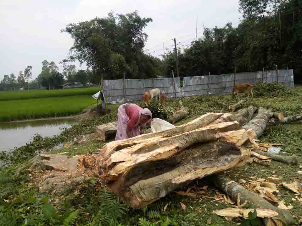 ডিমলায় অবৈধভাবে স্কুলের গাছ কর্তনের অভিযোগ