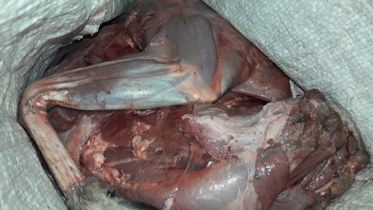 মোংলা পৌর শহর থেকে হরিনের মাংসসহ এক চোরা শিকারী আটক