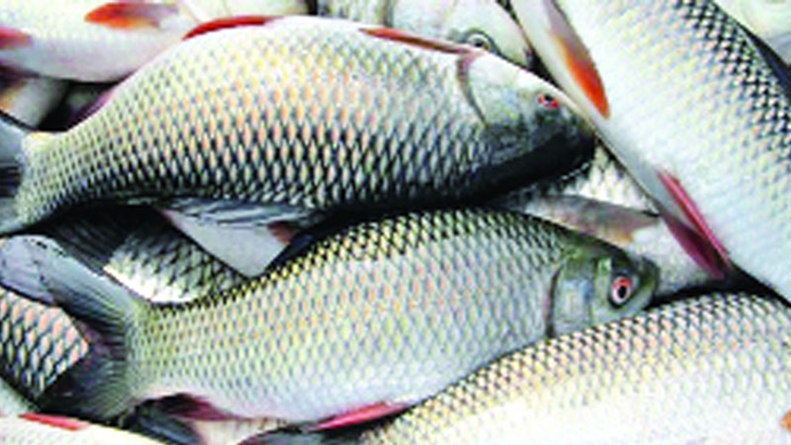 দেশে মাছ উৎপাদনে রেকর্ড