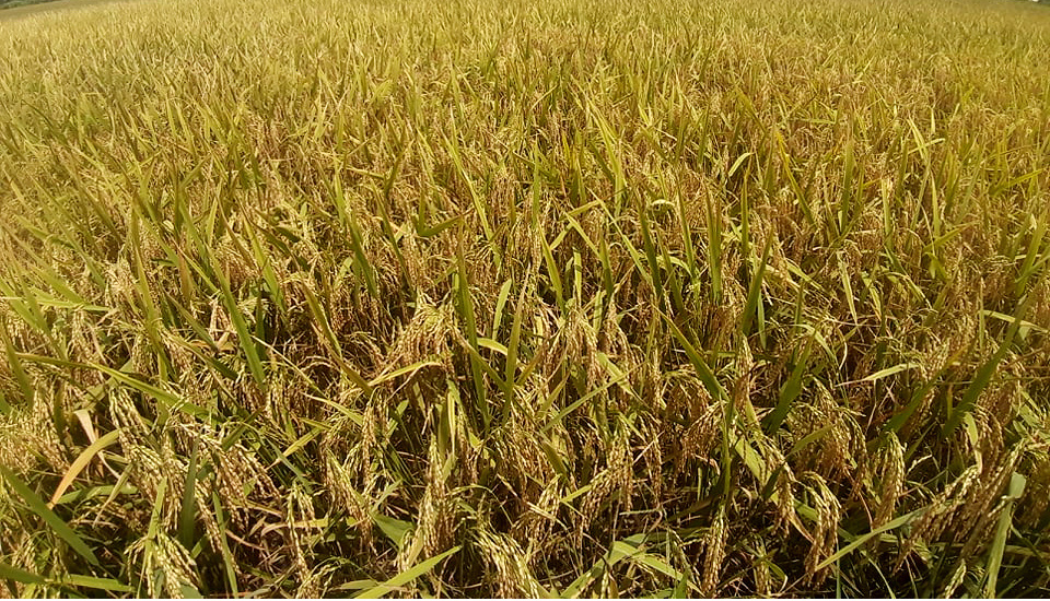 মাঠে দুলছে কৃষকের সোনালী স্বপ্ন মুখে হাসি. কপালে চিন্তার ভাঁজ