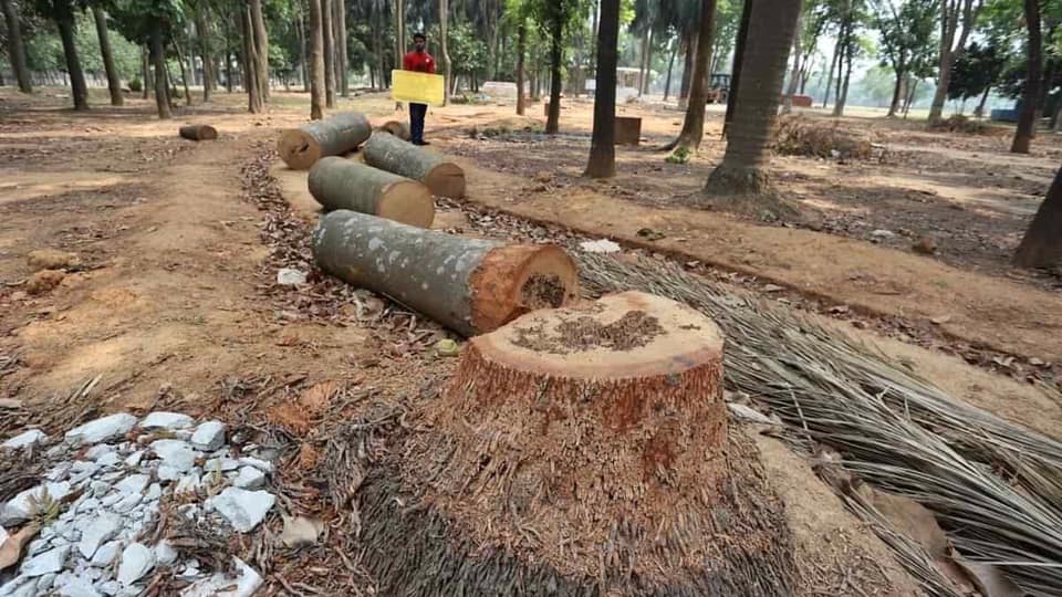 সোহরাওয়ার্দী উদ্যানের গাছ কাটায় সমালোচনার ঝড়