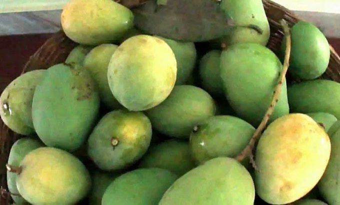 মিঠাপুকুররে হাঁড়িভাঙার আমের ফলনে খুশি, বিপণনে চিন্তা