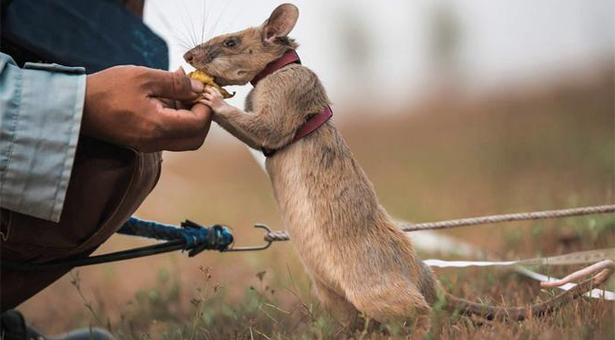 কম্বোডিয়া সেনাবাহিনীতে যোগ দিল ২০টি ইঁদুর!