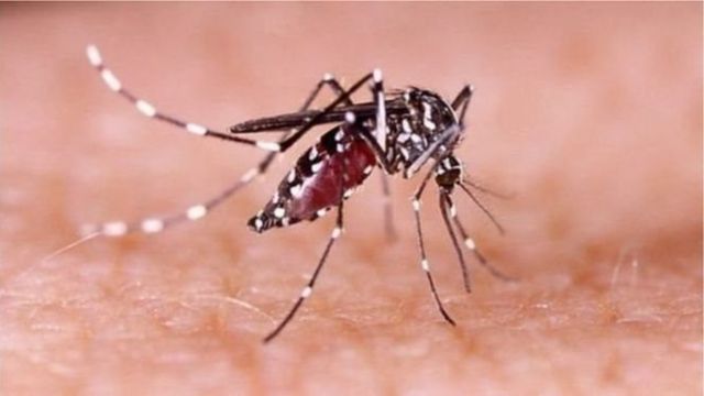 রাজধানীতে গত ২৪ ঘণ্টায় আরও ৮১ ডেঙ্গু রোগী হাসপাতালে