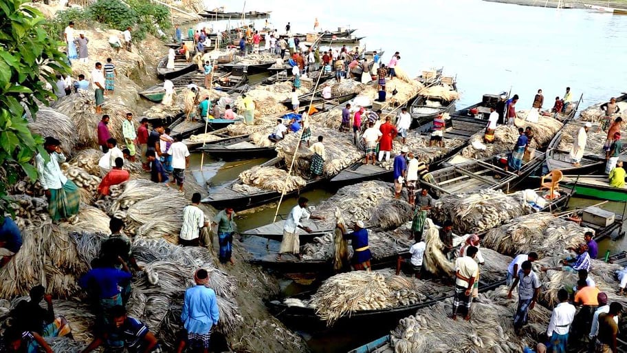 বাজারে ভালো দাম পেয়ে খুশি পাট চাষীরা